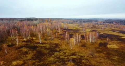 Flying over birch forest edge. Birch trees in swampy terrain. Aerial view of Stock Footage 139421648
