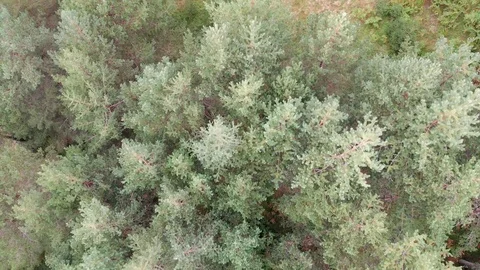 Flying Over Birch Forest Stock Footage 94673606