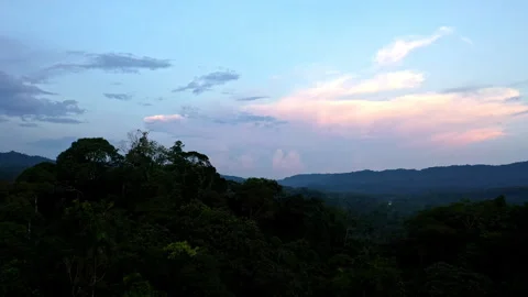 Flying over the black silhouettes of the tree crowns in a tropical forest Stockbeeldmateriaal 336866930