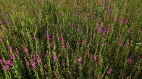 Flying over a blooming field Stock-Footage 157793184