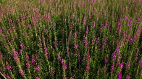 Flying over a blooming field Stock-Footage 157793244