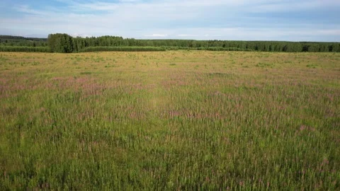 Flying over a blooming field Stock-Footage 157793275