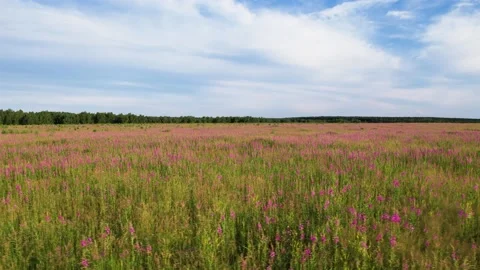 Flying over a blooming field Stock-Footage 157793278