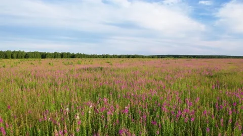 Flying over a blooming field Stock-Footage 157793311