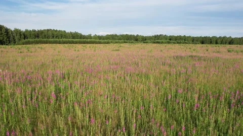 Flying over a blooming field Stock-Footage 157793313