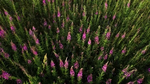 Flying over a blooming field Stock-Footage 157796328