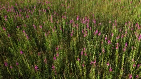 Flying over a blooming field Stock-Footage 157796334