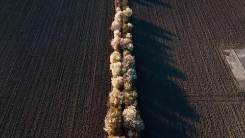 Flying over blooming trees with a drone, aerial video srpingtime Video stock 236616150