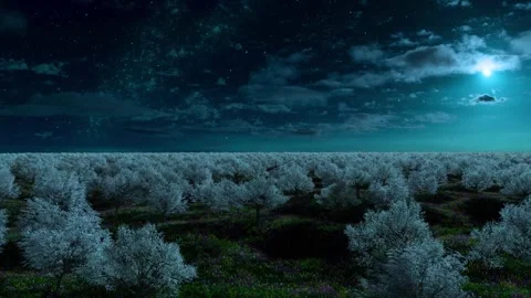 Flying over blooming trees - white Видео 339446249