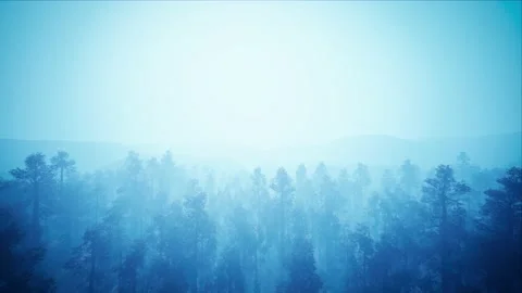 Flying over the Blue Misty Forest Stock Footage 202241692