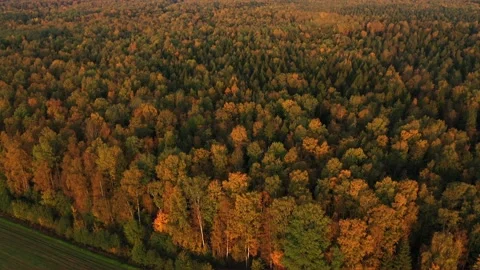 Flying over the border of the field and forest. Golden autumn. Aerial view Stock Footage 149526801