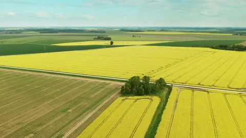 Flying over bright yellow fields at the countryside Stock Footage 218824039