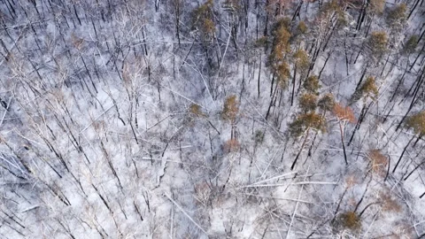 Flying over broken trees in the winter forest - bird eye view after hurricane Stock Footage 148131112