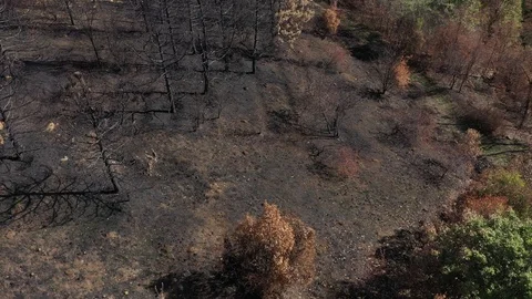 Flying over burned ground and forest 4K aerial video Stock Footage 123477112