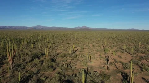 Flying over cacti landscape in Mexico Видео 230994752