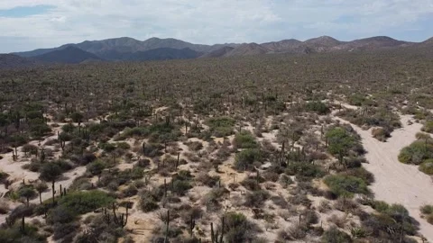 Flying over cactuses.. Stock Footage