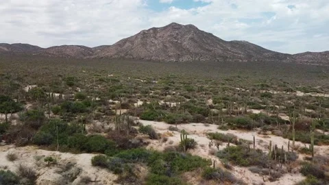 Flying over cactuses, mountain in background Vídeos de archivo 132926380