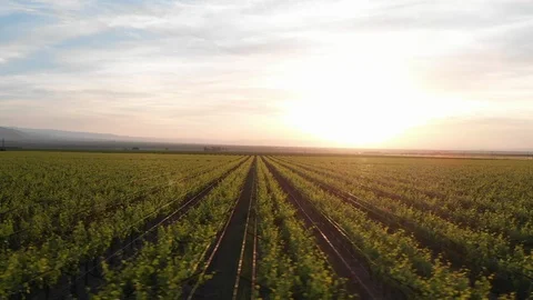 Flying Over California Almond Trees At Sunset Stock Footage 89782653