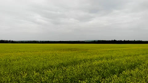 Flying over a canola field 库存影片 243889923