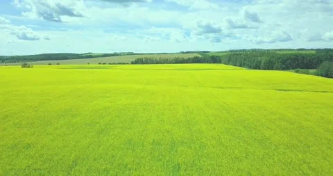 Flying over canola field with trees, grass, blue cloudy sky on summer day Stock Footage 221716293
