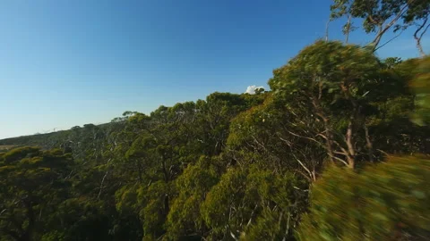Flying over the canopy of trees in Australia Video stock 240216987