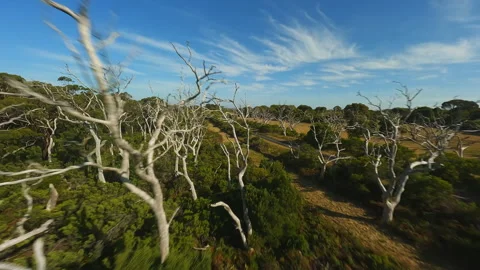 Flying over the canopy of trees in Australia Video stock 240217368