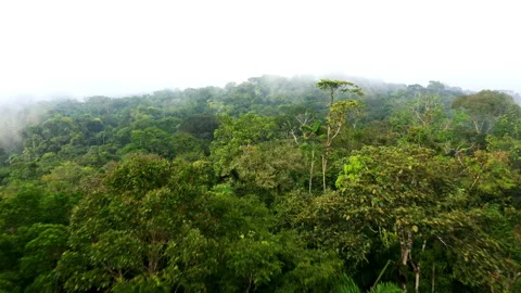 Flying over the canopy of a tropical forest, showing the large biodiversity Stock Footage 196227088