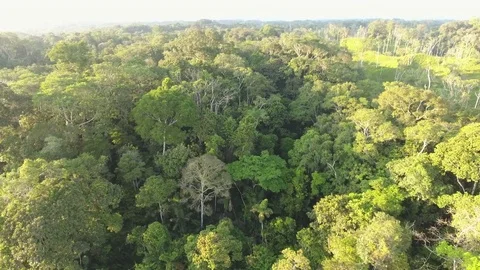 Flying over the canopy of tropical rainforest to a cattle farm Stock Footage