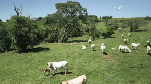 Flying over cattle grazing freely on green grass. Cows and calves nearby a lake. Video stock 233217852