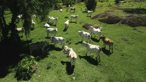 Flying over cattle grazing freely on green grass. Pasture. Cows grazing. Stock Footage 233217853