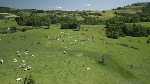 Flying over cattle grazing freely on green grass. Pasture. Cows and calves. Stock Footage 233217878