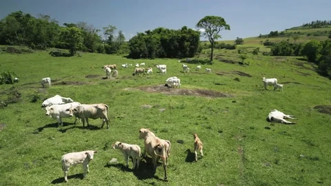 Flying over cattle grazing freely on green grass. Pasture. Cows and calves. Video stock 233217910
