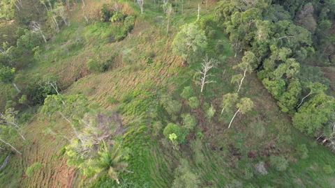 Flying over  a cattle ranch, cut out of the Amazon rainforest Stock Footage 269527349