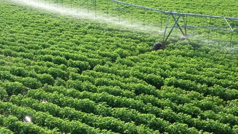 Flying over a Center Pivot Irrigation System, Burleson County, Texas, USA Stock Footage 129214845