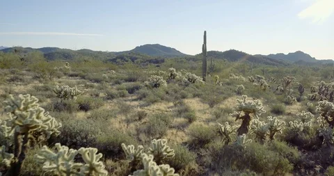 Flying Over Cholla Stock Footage 122169040
