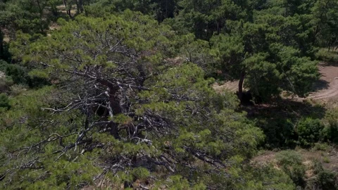 Flying over the cliff, above the trees, forest. Aerial photography. Stock Footage 105701495