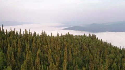 Flying over clouds and boreal forest in North America. Stock Footage 202154722
