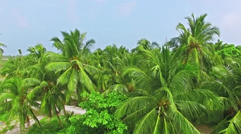 Flying over the coconut palms on the tropical island. Видео 62067079