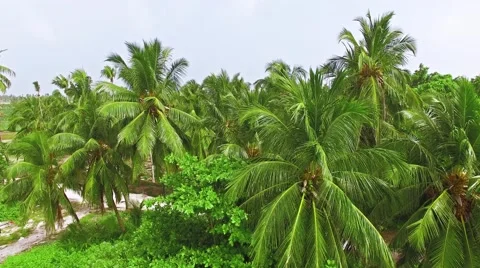 Flying over the coconut palms on the tropical island. 動画素材 62067091