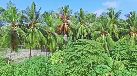 Flying over the coconut palms on the tropical island. Видео 62067776