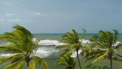 Flying over the Coconut Trees On The Coast Stock Footage 248560785