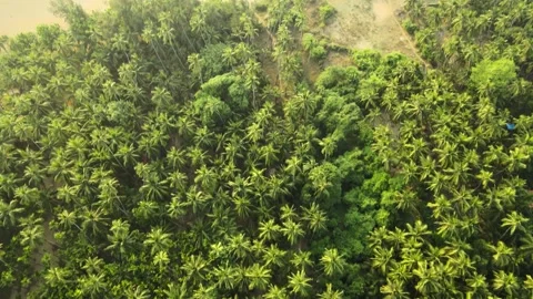 Flying over coconut trees during sunset Video stock 156519638