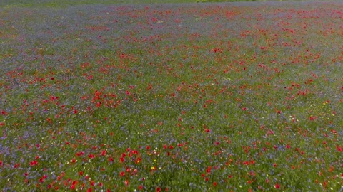 Flying over the colorful flower fields in Castelluccio di Norcia, Umbria (Italy) Stock Footage 137728008