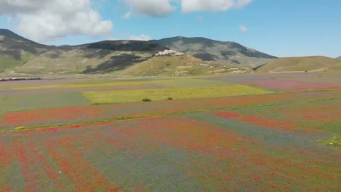 Flying over the colorful flower fields in Castelluccio di Norcia, Umbria (Italy) Stock Footage 137728051