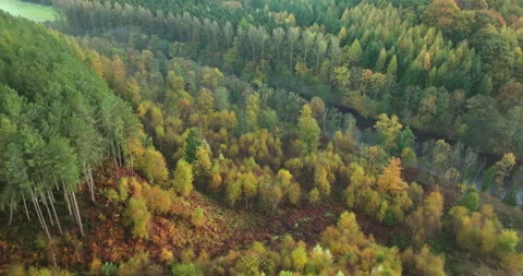 Flying over a colorful forest Video stock 289539923