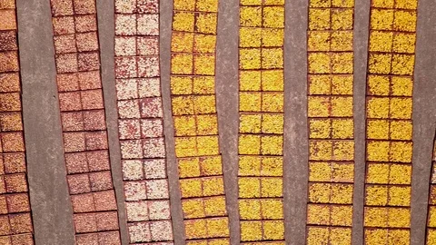Flying over the colorful pallets of drying fruit in California on a bright Stock Footage 125596018