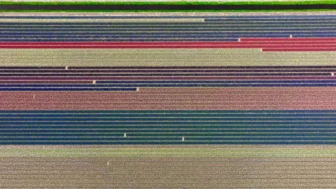 Flying over colorful pattern of tulip fields in Lisse, Netherlands Stock Footage 274474276
