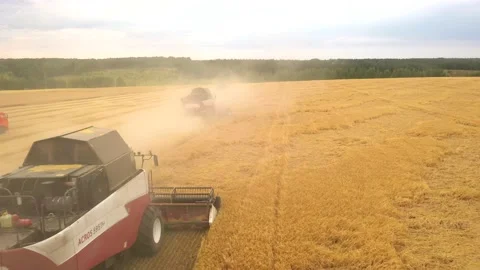 Flying over combines collecting grain in the field during the grain harvest Video stock 136444863