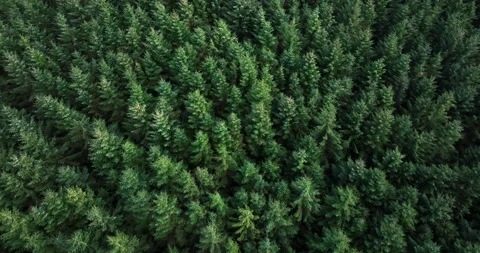 Flying over a coniferous forest Video stock 248013148
