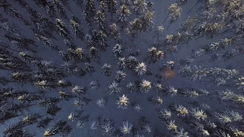 Flying over coniferous forest in winter Stock Footage 104386204